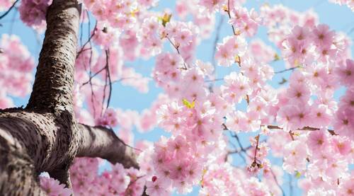 C'est le printemps!